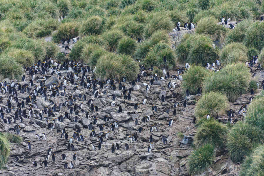 Pingüino Macaroni - islas Georgias del Sur 13.jpg
